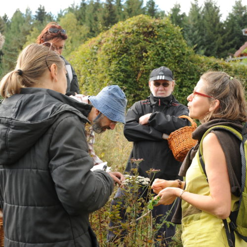 Recette à base de plantes sauvages